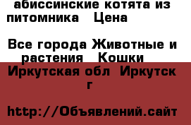 абиссинские котята из питомника › Цена ­ 15 000 - Все города Животные и растения » Кошки   . Иркутская обл.,Иркутск г.